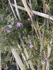 Prostanthera spinosa