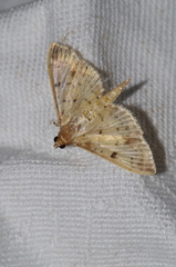 Herpetogramma cynaralis