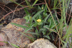 Commelina africana villosior