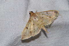 Herpetogramma cynaralis