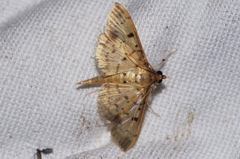Herpetogramma cynaralis