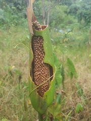 Lasimorpha senegalensis image