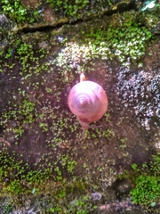 Quantula