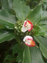 Costus afer