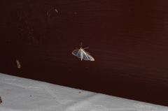 Palpita nigropunctalis