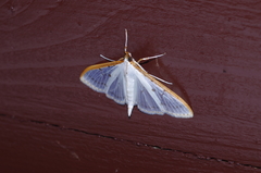 Palpita nigropunctalis