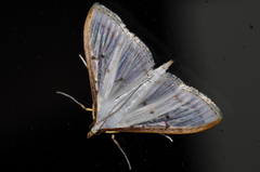 Palpita nigropunctalis