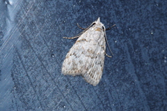 Nola thyrophora