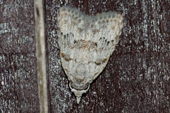 Nola thyrophora