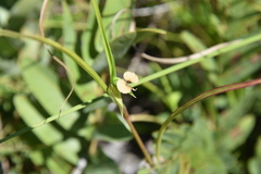Commelina aspera