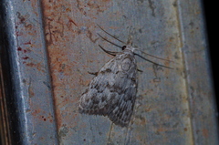 Nola thyrophora