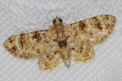 Gymnoscelis admixtaria