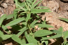 Indigofera rhytidocarpa