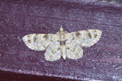 Gymnoscelis admixtaria