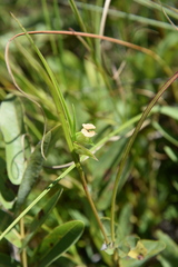 Commelina aspera