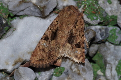 Feliniopsis indistans