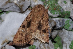 Feliniopsis indistans