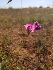 Swainsona plagiotropis