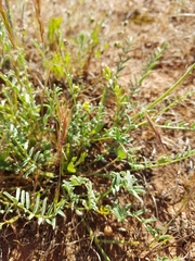 Swainsona plagiotropis