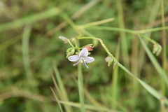 Murdannia tenuissima