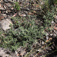 Opercularia hispida
