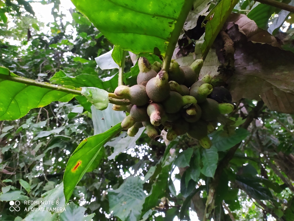 Pentagonia involucrata