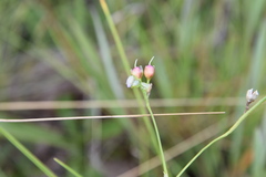 Murdannia tenuissima