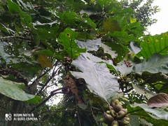 Pentagonia involucrata