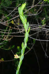 Eutaxia diffusa