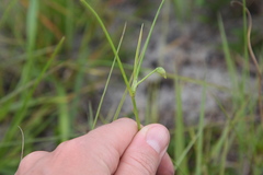 Murdannia tenuissima