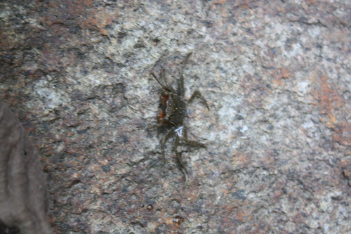 Sesarmidae