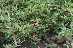 Indigofera holubii