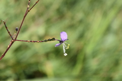 Aneilema plagiocapsa