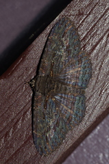 Anisoneura salebrosa
