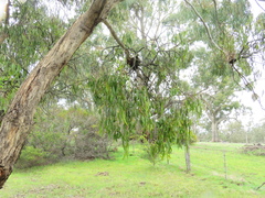 Amyema miquelii