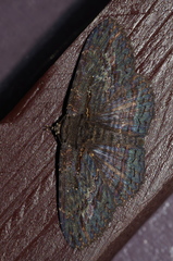 Anisoneura salebrosa