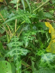 Acanthus montanus