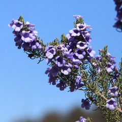 Prostanthera teretifolia