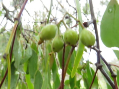 Amyema miquelii
