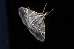 Agrioglypta itysalis
