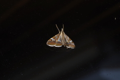 Agrioglypta itysalis