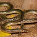 Transvaal Quill-snouted Snake - Photo (c) Tyrone Ping, some rights reserved (CC BY-NC), uploaded by Tyrone Ping