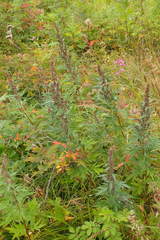 Artemisia vulgaris kamtschatica