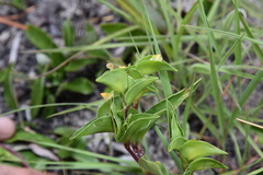 Commelina pycnospatha