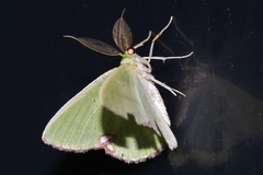 Comibaena procumbaria