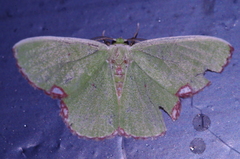 Comibaena procumbaria