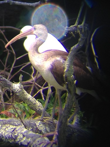 White Ibis photographed in Massachusetts