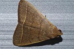 Simplicia cornicalis