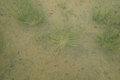Isoetes maritima