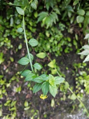 Lysimachia capillipes